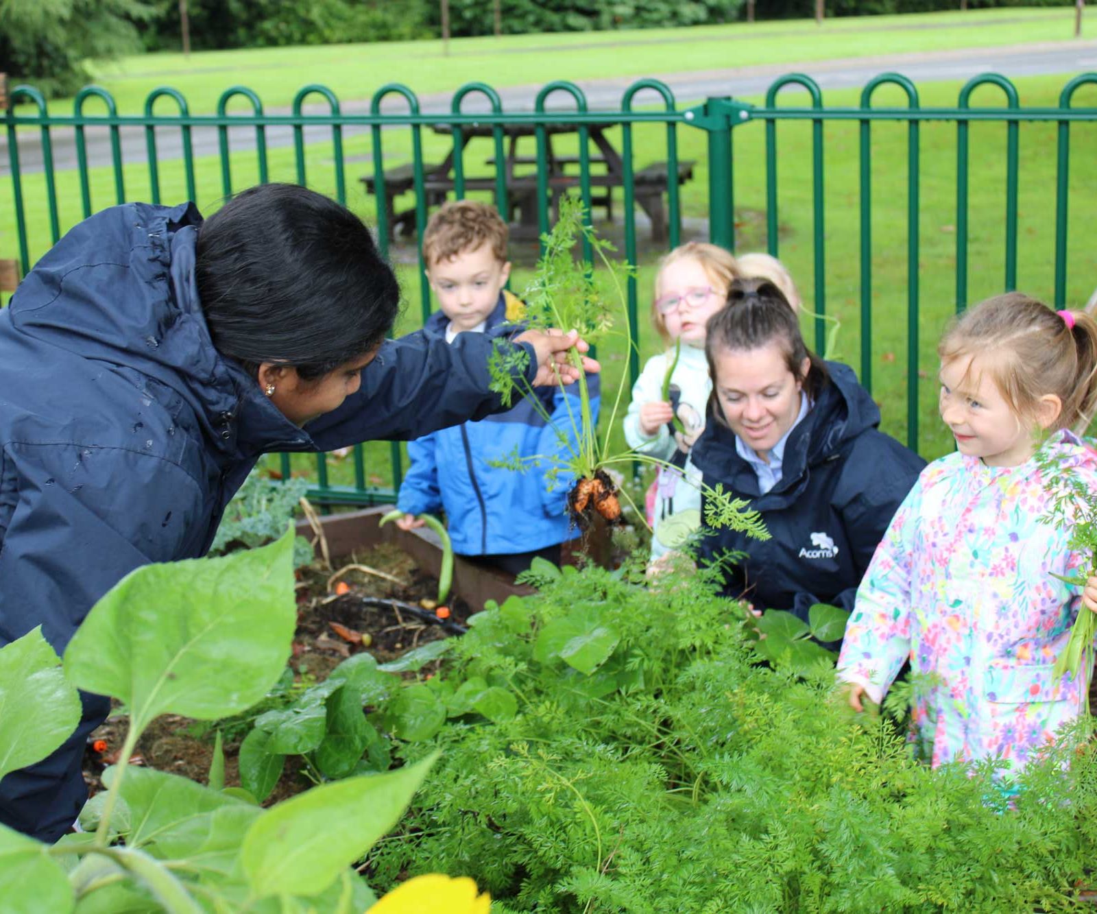 Acorns Nurseries Adults and children in raincoats, like a lively scene from a workplace nursery, harvest carrots in a garden near a green fence, with acorns scattered around and a wooden picnic table in the background.