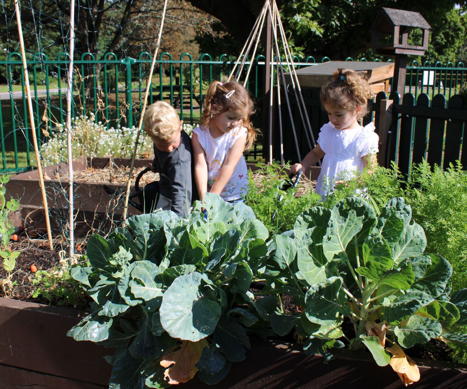 Acorns Nurseries Three children tend to plants in a raised garden bed, surrounded by green leaves, on a sunny day in the fenced Acorns ONS workplace nursery garden.